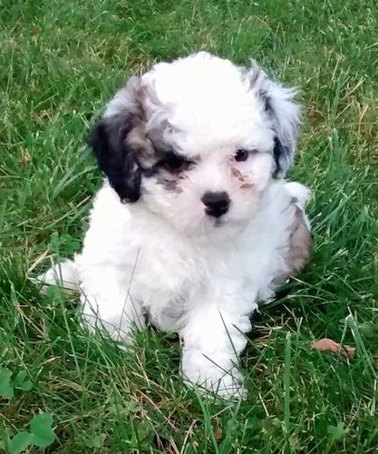 ลูกสุนัขซูชอนตัวเล็กขนนุ่มสีขาวและสีน้ำตาลดำกำลังนั่งอยู่บนพื้นหญ้าและมองไปทางขวา หูของมันห้อยลงไปด้านข้าง หูข้างหนึ่งเป็นสีดำและหูอีกข้างเป็นสีขาว