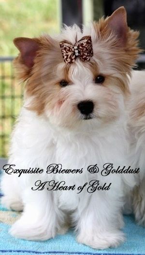 Ένα λευκό με καφέ Golddust Yorkshire Terrier κάθεται σε μια μπλε πετσέτα δίπλα σε ένα άλλο σκυλί. Έχει μια κορδέλα στα μαλλιά της. Οι λέξεις - Exquisite Biewer και Golddust A Heart of Gold - επικαλύπτονται