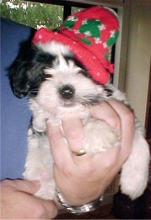 एक काले और सफेद हैवटन पिल्ला लाल और हरे रंग की क्रिसमस टोपी पहने हुए है और यह एक व्यक्ति के हाथ में है