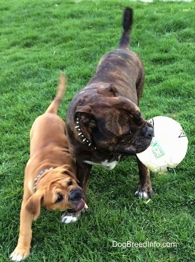 To hunde ude i græsset - En omvendt brun brindle med hvid Leavitt Bulldog har en fodbold i munden og drejer hovedet til højre. Der er en mindre tan med hvid og sort Leavitt Bulldog hvalp, der prøver at få fodbolden ud af munden.