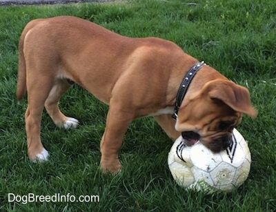 En brunbrun med hvide og sorte Leavitt Bulldog hvalp iført en sort læder spike krave bider på en fodbold ude i græsset