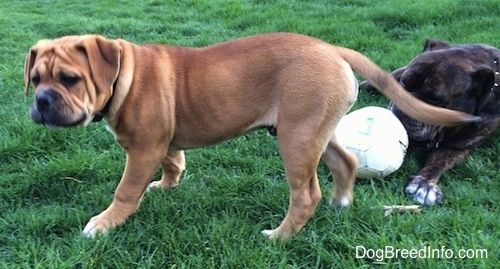 Một chú chó con Leavitt Bulldog rám nắng với hai màu trắng và đen đang đi bộ trên bãi cỏ. Phía sau nó là một chú chó trưởng thành màu nâu vện ngược với Leavitt Bulldog trắng đang nằm trên cỏ và cắn vào quả bóng đá