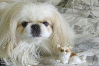Od blizu - bel pekinezer leži na postelji. Pred njim je rjava z belimi drobnimi pasjimi igračami. Veseli se.