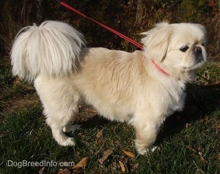 Desna stran rjavega kosa z belim peskinjskim psom stoji zunaj v travi in ​​gleda v desno.