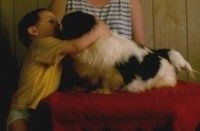 Леви профил - Бели са црним пекинезером седи на столу. Дечак се пружа и грли пса. Иза њих је особа у пругастој кошуљи.