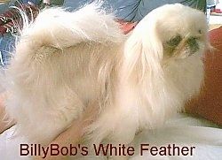 Rjava barva z belim pekinezom stoji na postelji, oseba pa ima roke na spodnji strani psa. Besede - BillyBob