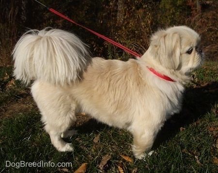 Desni profil - Rdeča barva z belim peskinjskim psom je na rdečem povodcu v rdečem ovratniku, ki stoji zunaj v travi.