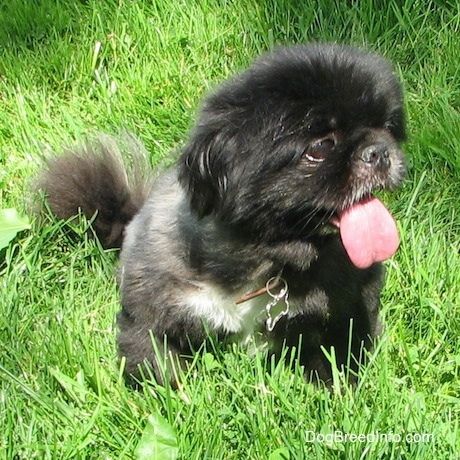 Pogled od spredaj - Črn z belim pekinezom sedi v travi in ​​gleda desno. Njegova usta so odprta, jezik pa ven.