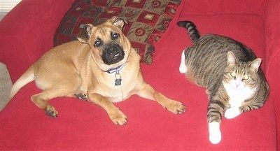 काले शग के साथ एक तन अपने बिल्ली के दोस्त के साथ एक लाल सोफे पर लेटा हुआ है। वे दोनों आगे की ओर देख रहे हैं। कुत्ता