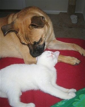 काले शग कुत्ते के साथ एक तन एक लाल कुत्ते के बिस्तर पर लेटा हुआ है जो एक सफेद बिल्ली को देख रहा है जो उसके सामने है। बिल्ली खुश और आराम से लग रही है और कुत्ते पर रगड़ रही है