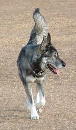 Črn, siv in bel Wolf Hybrid teče po umazani površini. Gleda v desno in zadihano. Ima zlato rjave oči in puhast rep je dvignjen.
