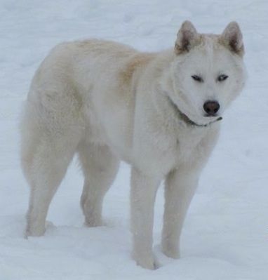 Sprednja desna stran debelo prevlečenega belega hibrida Wolf. Stoji čez zasneženo površino in se veseli. Ima majhna ušesa.