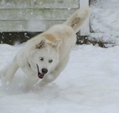 Beli volčji hibrid teče čez zasneženo dvorišče, usta je odprta in na sliki aktivno sneži. Njegove oči so modre.