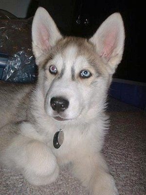 Sivo-bel psiček Wolf Hybrid z modrimi očmi leži na preprogi in se veseli.