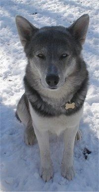 Sivi, črno-beli volčji hibrid sedi zunaj v snegu in gleda navzgor. Ima perk ušesa in sive oči.