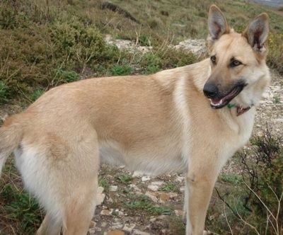 لوبا بیلجیئم کے مالینیوس کا کتے گندگی کی نالی پہاڑی کے ساتھ گھاس میں باہر کھڑے ہیں