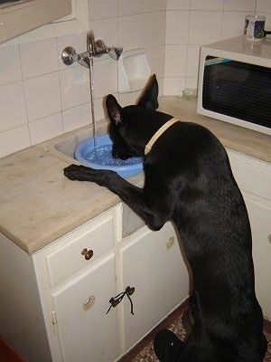 สุนัขพันธุ์มาลินอยส์พันธุ์เบลเยี่ยมสีแทนและสีดำสามตัวนอนอยู่บนพื้นห้องครัว