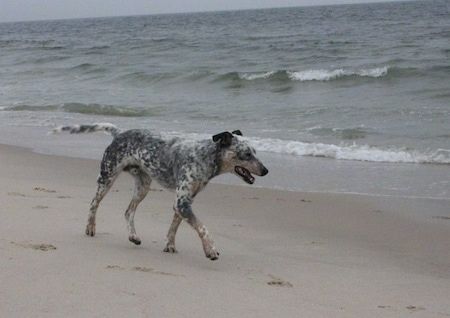 Pepper, dalmatyński heeler spaceruje po plaży obok fal