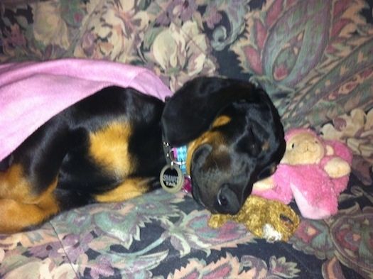 Cheyenne Dobie-Basset kutsikas magab diivanil. Tema pea ees on roosa ahvi plüüsnukk