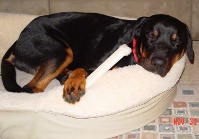 Labrottie hitam dan cokelat memakai kolar merah yang sedang tidur di tepi katil anjing tan dengan tulang di bawah satu kaki dan bersandar di badannya
