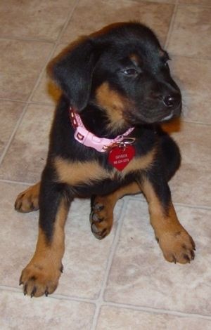 Anak anjing Labrottie hitam dan cokelat kecil memakai kolar merah jambu dengan label anjing berbentuk hati yang tergantung di atasnya yang duduk di atas lantai berjubin tan dan melihat ke kanan