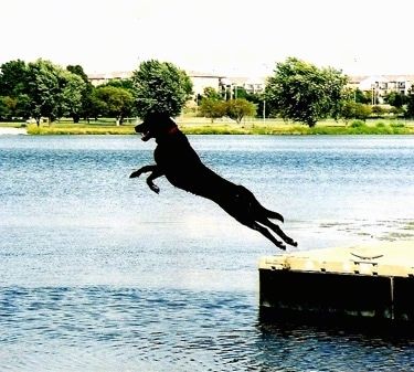 Aksi tembakan anjing di udara - Labrottie melompat dari dermaga ke badan air