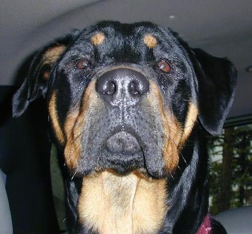 Set forfra med hovedet skudt af en sort og brunbrun hund med lille fold over ørerne, brune øjne, en stor sort næse og et stort hoved.