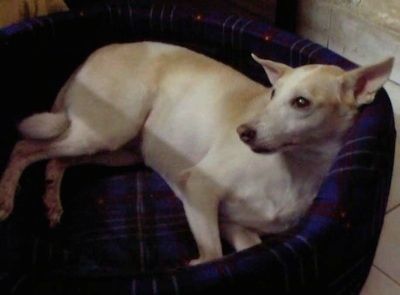 Бочни поглед одозго и поглед на великог перкантног уха, преплануо са белим псом паријам који лежи у високом наслону тамноплавог кревета за псе који гледа горе и лево.