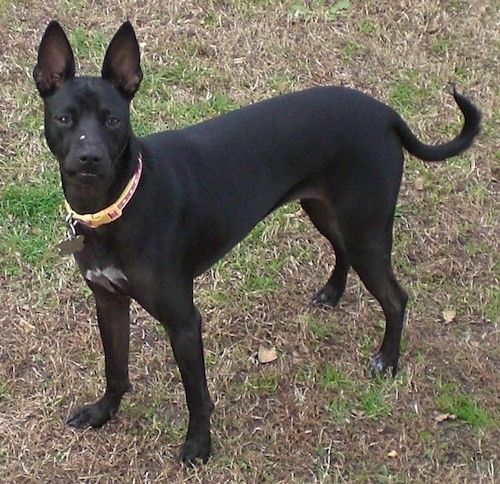 Црни пас са великим бодљикавим ушима, црним носом и тамним очима са мало беле на грудима и врховима шапа стоји у трави