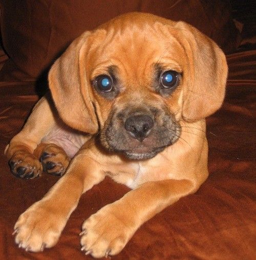 Een klein oranjebruin hondje met een zwarte snuit, brede zachte afhangende oren, brede ronde donkere ogen, een gerimpeld hoofd en een zwarte neus die ligt.