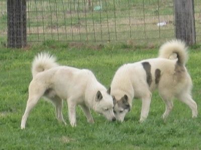 Hai chú chó lai Siberia đang đánh hơi cỏ trước mặt chúng. Chúng có đuôi cuộn tròn trên lưng.
