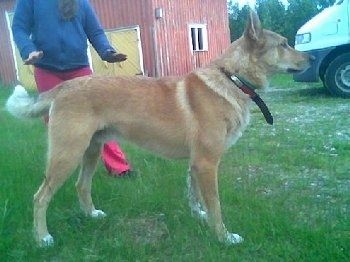 Den højre side af en solbrun sibirisk Laika, der står på tværs af græsset. Der er en person, der står bag hunden.