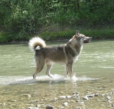 큰 물줄기에 서있는 시베리아 라이카 강아지의 오른쪽.