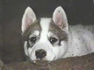 Uždaryti - baltos su rudos Sibiro „Laika“ šuniuko veidas, kuris guli ant sofos ir laukia. Jis turi mažas perkeltas ausis ir tamsias akis su juoda nosimi.