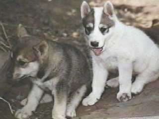Hai chú chó nhỏ Siberian Laika đang ngồi trên một ngọn đồi đất. Giống chó lai Siberia bên phải nhất có miệng mở và thè lưỡi.