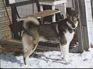 Phía bên phải của một con chó Siberian Laika màu đen, xám và trắng đang đứng trên bề mặt tuyết và nó đang nhìn về phía trước.