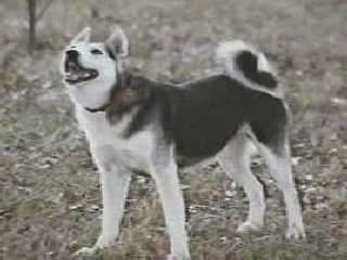 Ľavá strana psa čiernej a bielej sibírskej lajky, ktorý stojí na poľnohospodárskom povrchu. Pozerá hore, doľava a má otvorené ústa. Pes