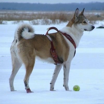 O lado direito de uma Laika West Siberian marrom e branca que está em uma planície nevada. Há uma bola de tênis na frente dela e ela está usando um arnês vermelho. Tem orelhas em pé e uma cauda que se enrosca nas costas.