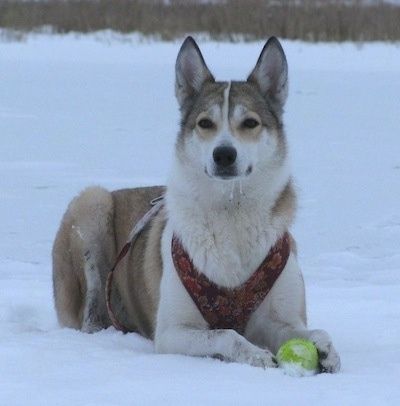 O Laika siberiană vestică maro și albă care zace pe zăpadă și are o minge de tenis în fața ei. Are gură de frozon care iese din gură.