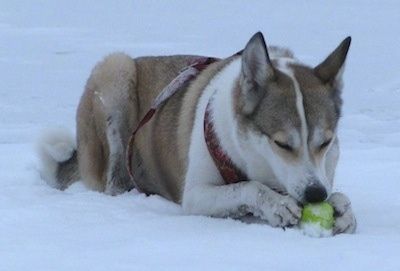 Seekor anjing Laika Siberia berwarna coklat dan putih yang sedang berbaring di salji dan mengunyah bola tenis yang ada di antara kaki depannya.