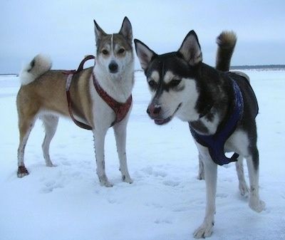 Dois Laikas da Sibéria Ocidental estão parados em uma planície de neve e os dois estão olhando para baixo.