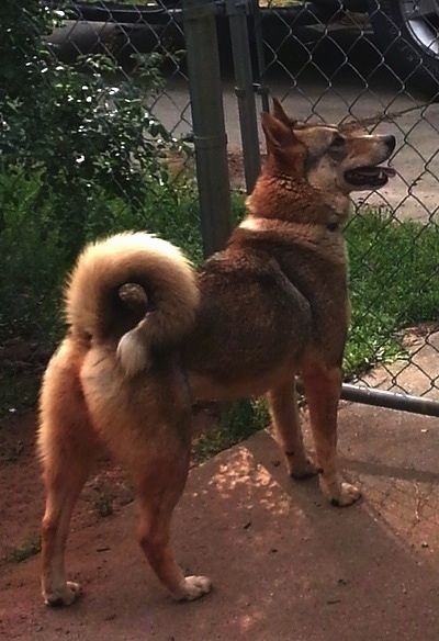 Mặt sau bên phải của một con chó Laika Tây Siberia màu đen, có lớp phủ dày, màu nâu đang đứng trước cổng liên kết dây chuyền. Đuôi của nó cuộn tròn trên lưng thành một chiếc nhẫn.