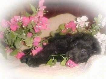 एक काले ऑस्ट्रेलियाई लैब्राडूड पिल्ला का दाहिना भाग जो एक सोफे पर लेटा हुआ है, जिसे फूलों द्वारा सरकाया गया है