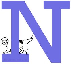 Risan pes stoji na dnu narisane črke N