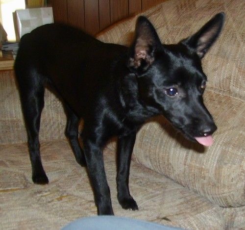 Un chien court et noir brillant de taille moyenne avec de grandes oreilles perk, des yeux noirs, un long museau et un nœud pour une queue debout sur un canapé bronzé avec sa langue rose visible.