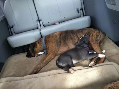 Un boxer marron avec noir et blanc dort sur un lit pour chien et un chiot American Bully Pit au nez bleu a la tête sur les jambes du Boxer à l
