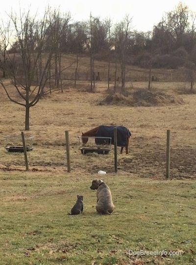 एक नीली नाक के पीछे अमेरिकन बुली पिट पिल्ला और एक नीली नाक पिट बुल टेरियर जो घास में बैठे हैं। टेरियर पिल्ला देख रहा है और पिल्ला पृष्ठभूमि में घोड़ों को देख रहा है।