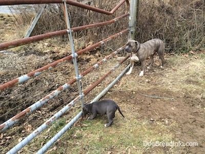 Un cadell de pit blau americà de nas blau ensuma una porta de granja metàl·lica. Al seu costat hi ha un Pit Bull Terrier de nas blau.
