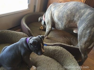 A parte de trás de um filhote de cachorro American Bully Pit de nariz azul que está sentado em uma cama de cachorro. A parte de trás de um nariz azul, o Pit Bull Terrier está de pé em uma cama de cachorro e mastigando um osso.