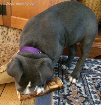 Mėlynos nosies amerikiečių patyčių duobės šuniukas stovi ant kilimėlio ir kramto kaulą, kuris yra ant grindų.